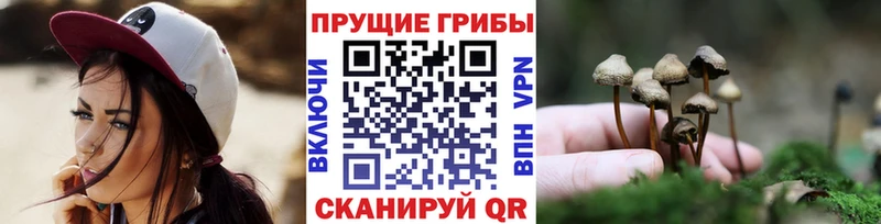 сколько стоит  Зима  Псилоцибиновые грибы Psilocybine cubensis 
